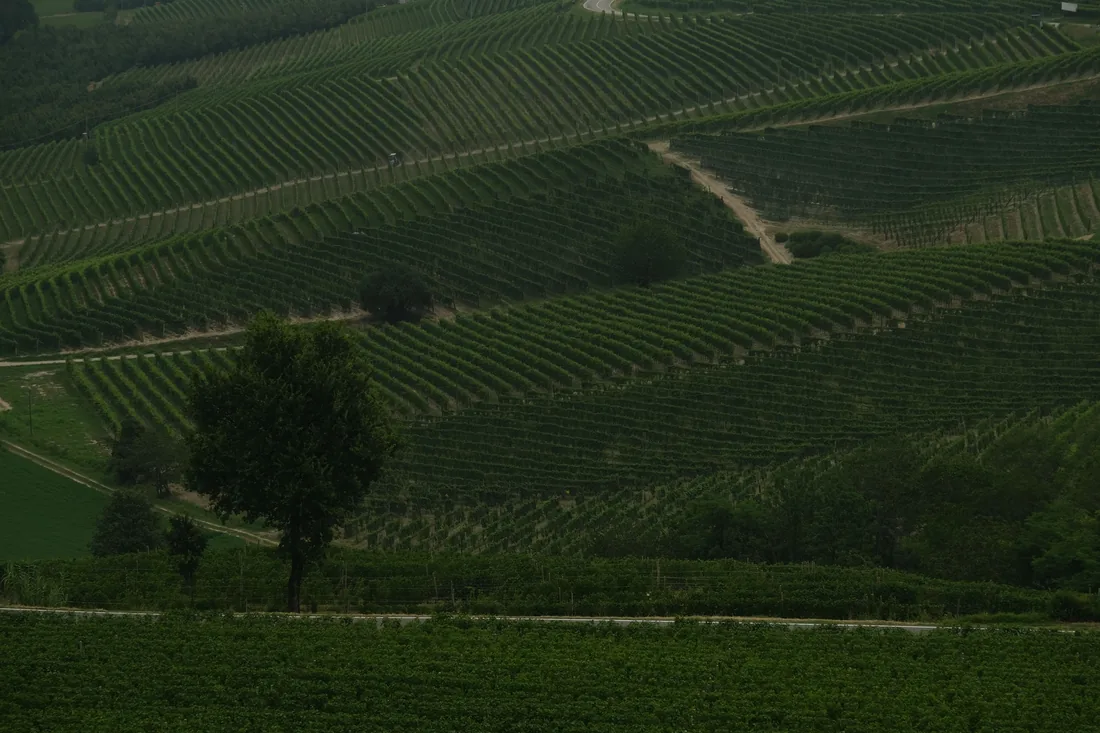 Orchard and vineyard rows on a slope in the Central Okanagan