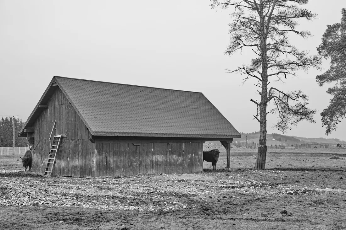 Rural acreage with a barn and outbuildings in open farmland
